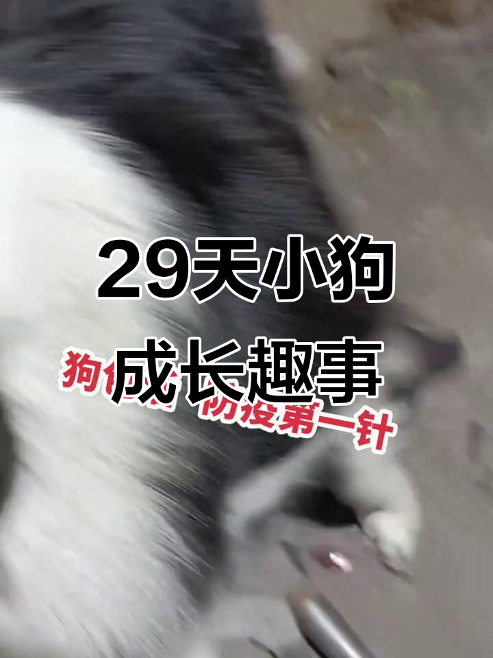 萌宠养成记攻略(萌宠养成记攻略大全)