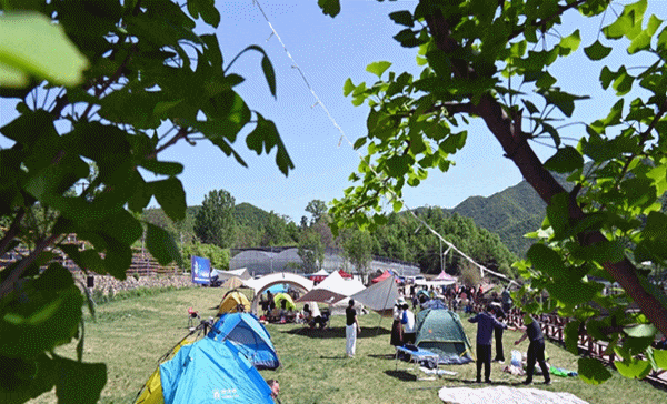 逃离迷雾森林攻略(逃离迷雾森林攻略大全)