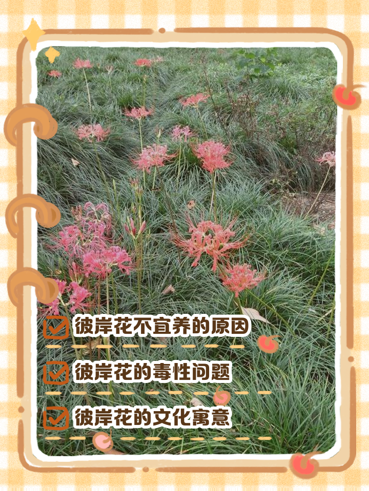 othercide彼岸花攻略(othercide 彼岸花好玩吗)